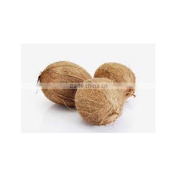 Fresh Indian Coconut in Semi Husked photo-4