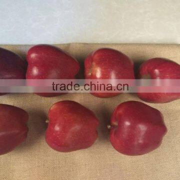 2016 New Crop New Season Huaniu Apple Fresh Apple China Gansu Tianshui Apple photo-5