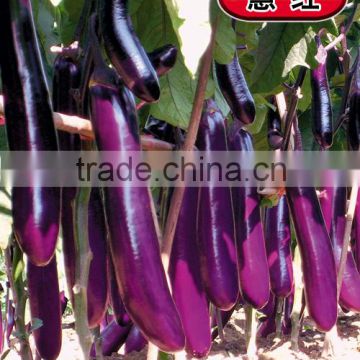 Hybrid dark red eggplant seeds-Hui Hong