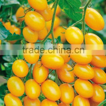 Hybrid small yellow Tomato Seeds for sale-Yellow Angel