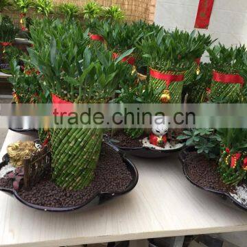 Dracaena Sanderiana Sander photo-5