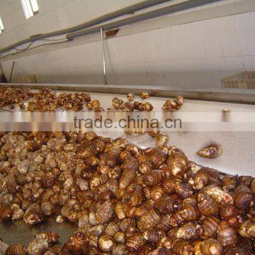 Fresh Taroes photo-6