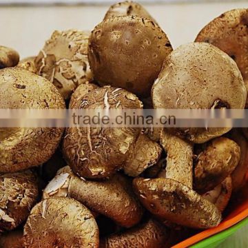 Excellent Shiitake Mushroom Extract Powder