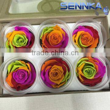 Wholesale best selling preserved ecuador roses head