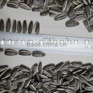 5009 24/64 Sunflower Seeds photo-5