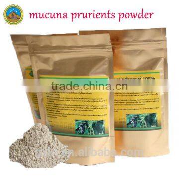 Mucuna Pruriens enlarge penis distributors wanted velvet bean powder