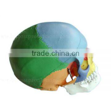 Life Size Plastic Medical Anatomical Skull Model photo-3
