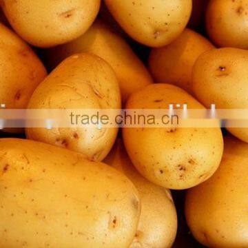 Automatic Frozen French Fries Machine and French Fries Production Line photo-2