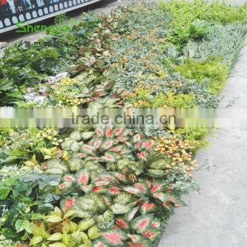 SJLJ013766 China Supplier Direct Selling Artificial Vertical Green Wall With Artificial Plant photo-6