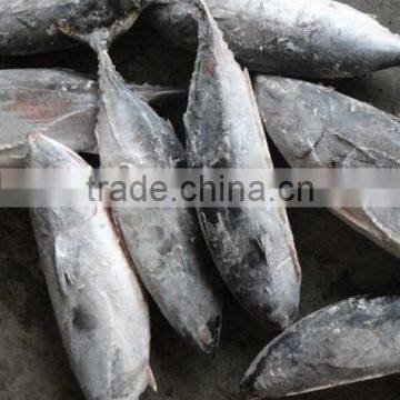 Frozen Bonito Tuna photo-2