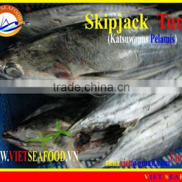 FROZEN SKIPJACK TUNA WHOLE ROUND