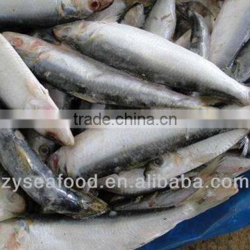 Sardinops Melanosticta Frozen Sardine Fish photo-3