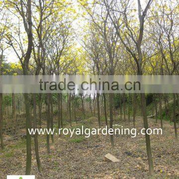 Tabebuia Chrysantha Dia 6-20cm photo-2