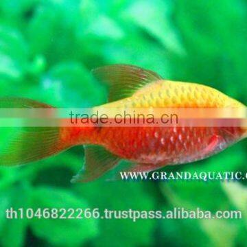 Rosy Barb Fish Farm For Sale and Export photo-3