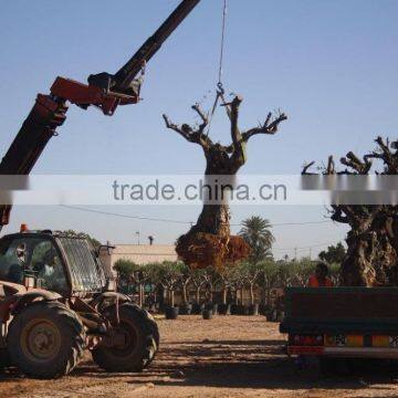 Olive Tree Olea Europaea Young Skin photo-2