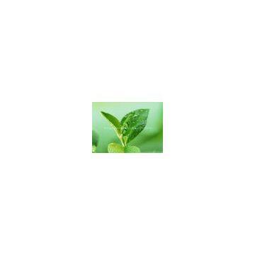 Green Tea P. E. 50% polyphenols, 50% EGCG