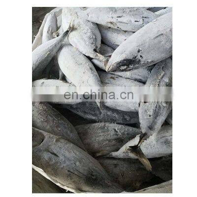 Bonito Tuna for Export Import photo-5
