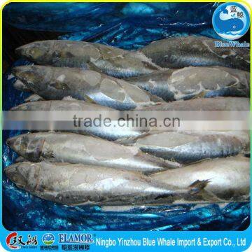 scomber japonicus Mackerel fish factory supplier