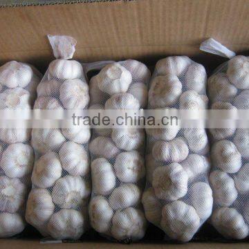 Shandong White Garlic crop 2011