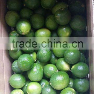 SEEDLESS LIME WITH BEST QUALITY FOR HOT SALE