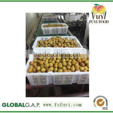 100% sweet,juicy,health longan thai fruit fresh