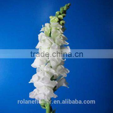 first quality fresh white antirrhinum flower for selling