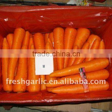 Chinese Fresh Carrot