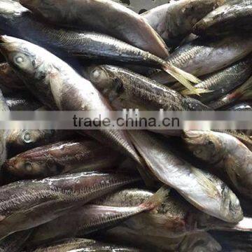 frozen fish whole round horse mackerel fish 150/250