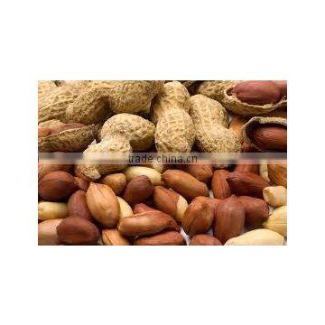 PEANUTS INDIAN GUJRAT PEANUT