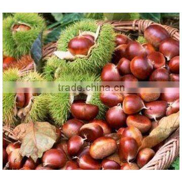 Fresh Chestnut in Bag Package. MOQ:1X40FCL. photo-4