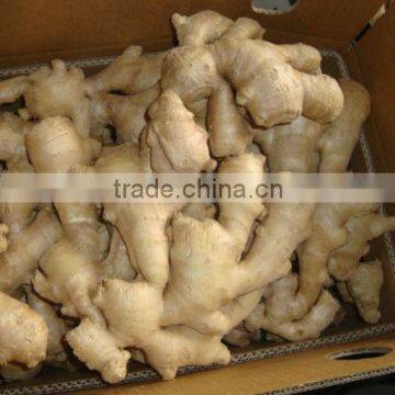 Chinese Wholesale Air Dry Ginger Market Prices for Ginger