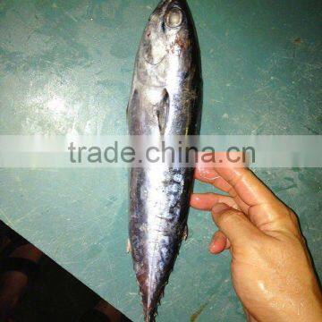 Fresh Bonito Frozen whole Bonito