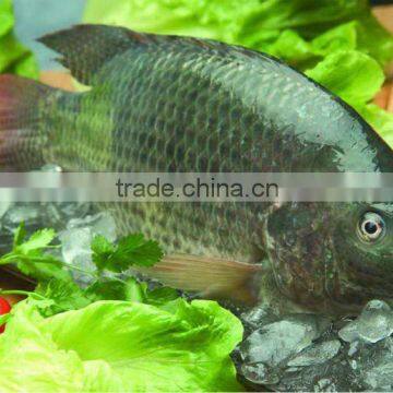 Export Gutted & Scalled Fresh Frozen Tilapia Fish All Sizes