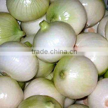 White onion