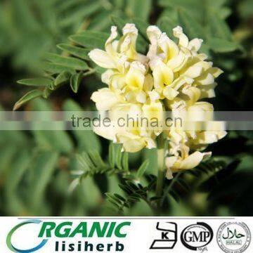 Pure 98% Sophocarpine for anti-inflammatory analgesic/100%Nature and Pure Anti-cancer Sophora Extarct Sophocarpine/100% Natural