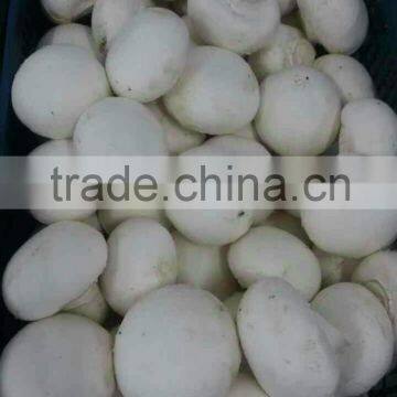 2015 new crop fresh champignons kit