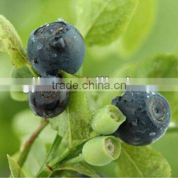 Pure Nature Blue Berry Extract