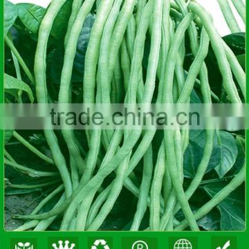 MBE06 Aoli early maturity op light green long bean seeds for planting