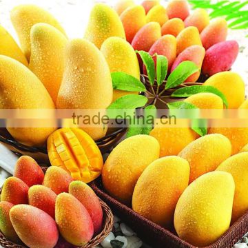 MG01 Huangling good quality high production hybrid mango seeds for sale