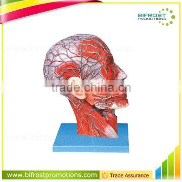 Biological Teaching Aids Vascular Structure Facial Nerve Blood Vessels Model