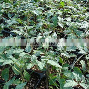 The Newest Promotion Personalized Rice Seedling Tray Wholesale photo-2