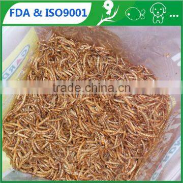 High nutrition bird feedding mealworms / tenebrio / fish food mealworms