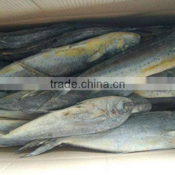 frozen mahi mahi WR frozen fish ,10kgs per carton packed Coryphaena hippurus