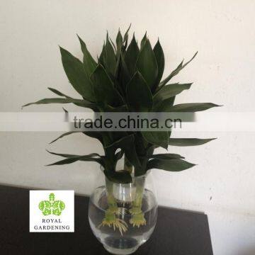 Dracaena Sanderiana Lotus 3 Pcs in One Pot photo-3