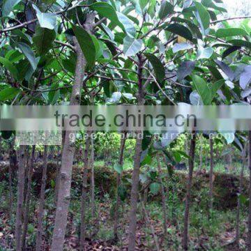 Ficus Altissima middle-east climate plants