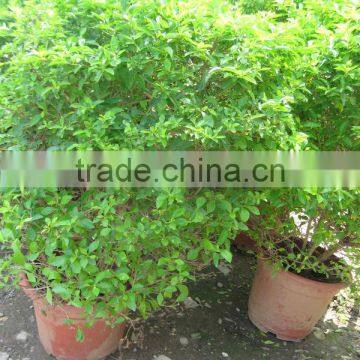 Duranta repens shrub trees