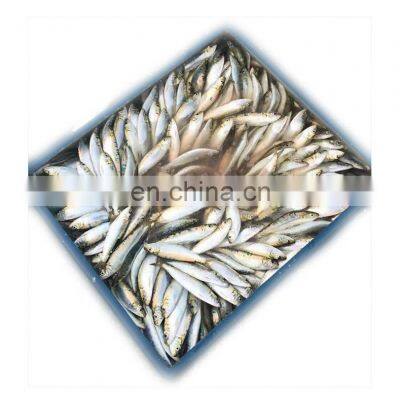Price Frozen Sardine Fish Sardine Exporters photo-2