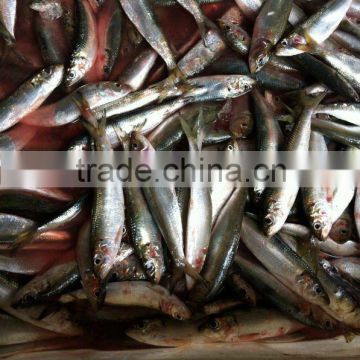 fishing nets sardines