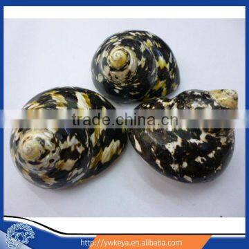 natural seashells BackKingKongTurban 6-7cm 2.8" 20pcs 1 bag accept paypal