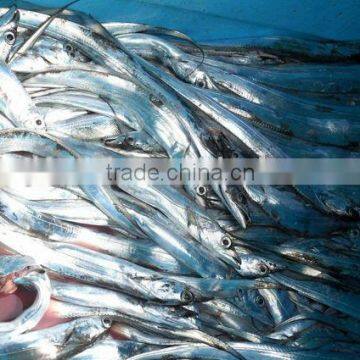 frozen light-catch ribbonfish Indonesia